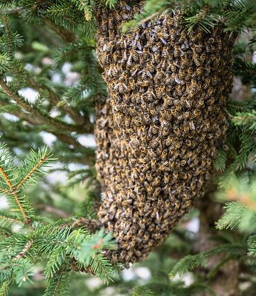 Vol de matériel apicole à la Porte de la Mauricie