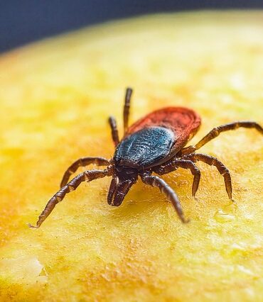 Maladie de Lyme : un Montréalais infecté après une sortie au parc La Fontaine