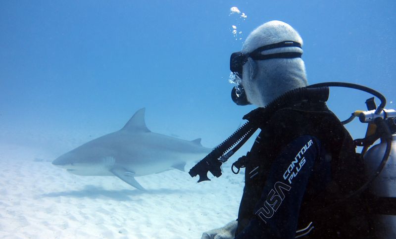 Attaque de requin à Percé : les activités de plongée suspendues