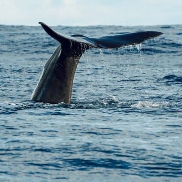 Nouveau décès d'un béluga transféré depuis Marineland