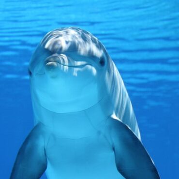 Un autre dauphin transféré de Marineland succombe en Espagne