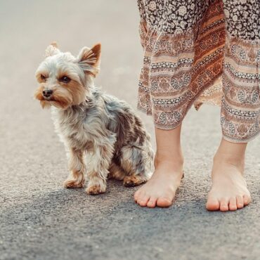 Hochelaga : un enfant mordu par un chien dans la rue