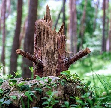 Une dizaine de jeunes arbres sciés ou arrachés en pleine nuit
