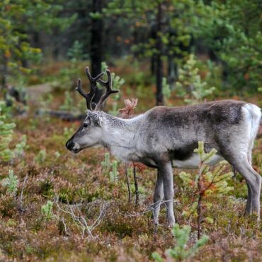 Un caribou de Charlevoix transféré en urgence à Val-d'Or pour sauver la harde locale